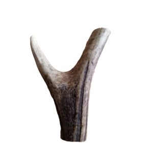 Stag Horn Fork Grade B